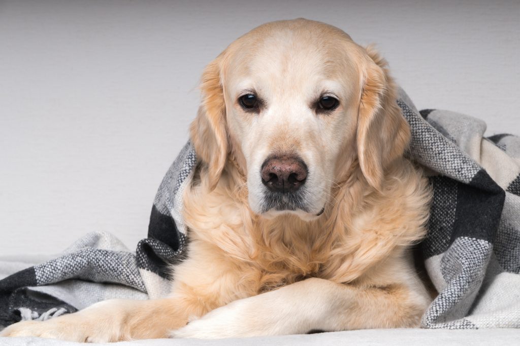 Ein Hund mit Magenbeschwerden